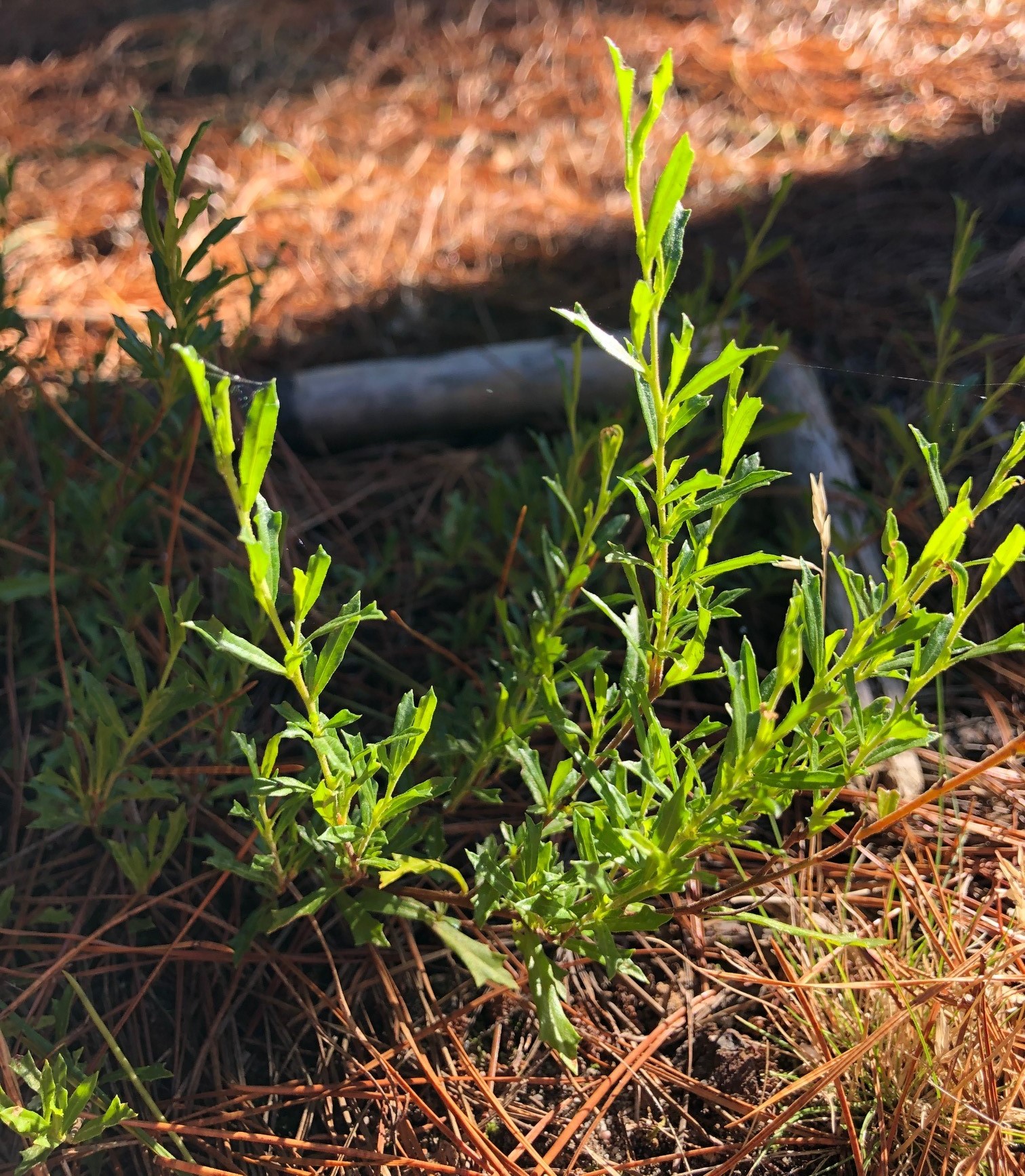 A young trailing hop bush at our Dutson Downs site.