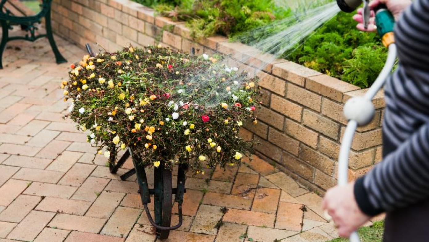 Person waters a wheelbarrow of roses.