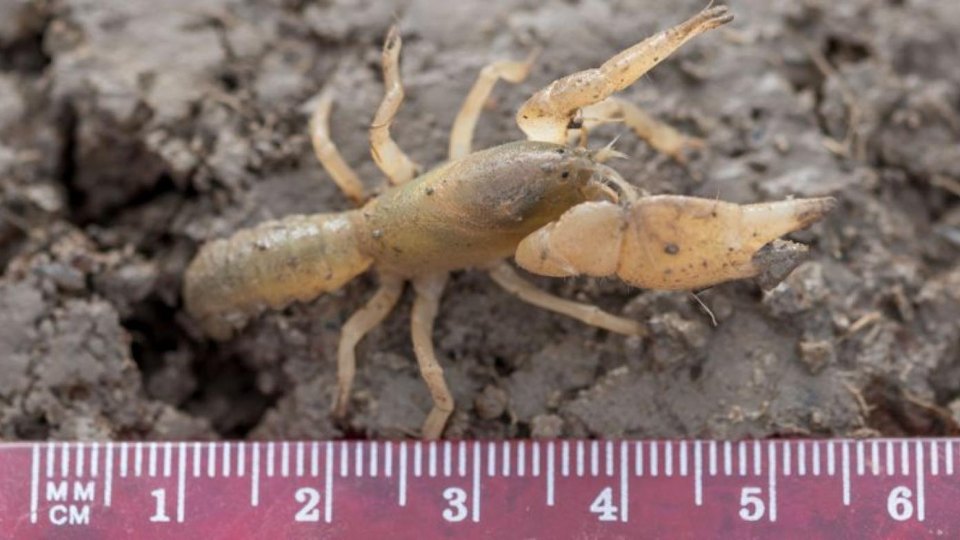 A small light brown crayfish stands on mud. 