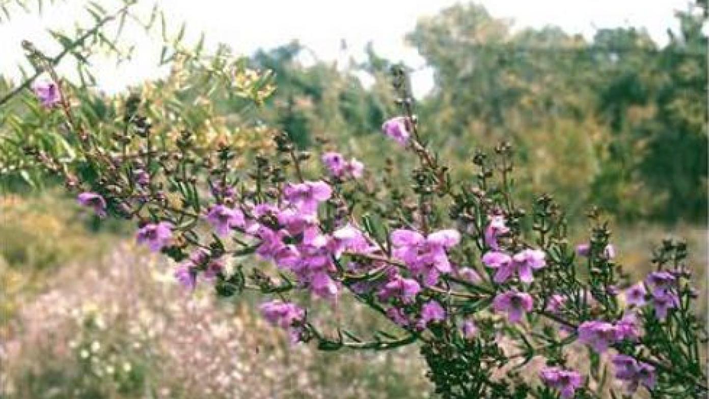 Small purple flowers on a leafy green branch