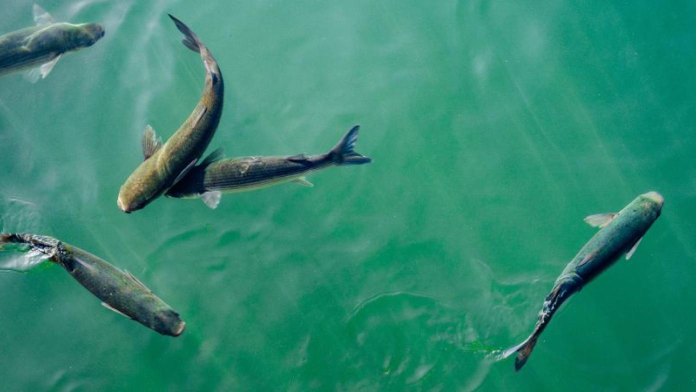 Fish swim in water. Photo taken from above.