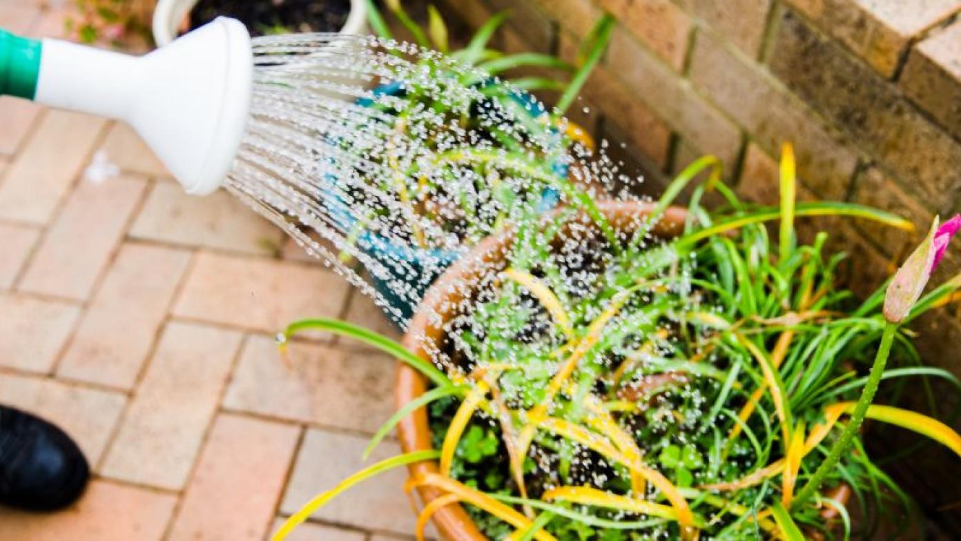 Green watering can pours water onto green fern in pot.