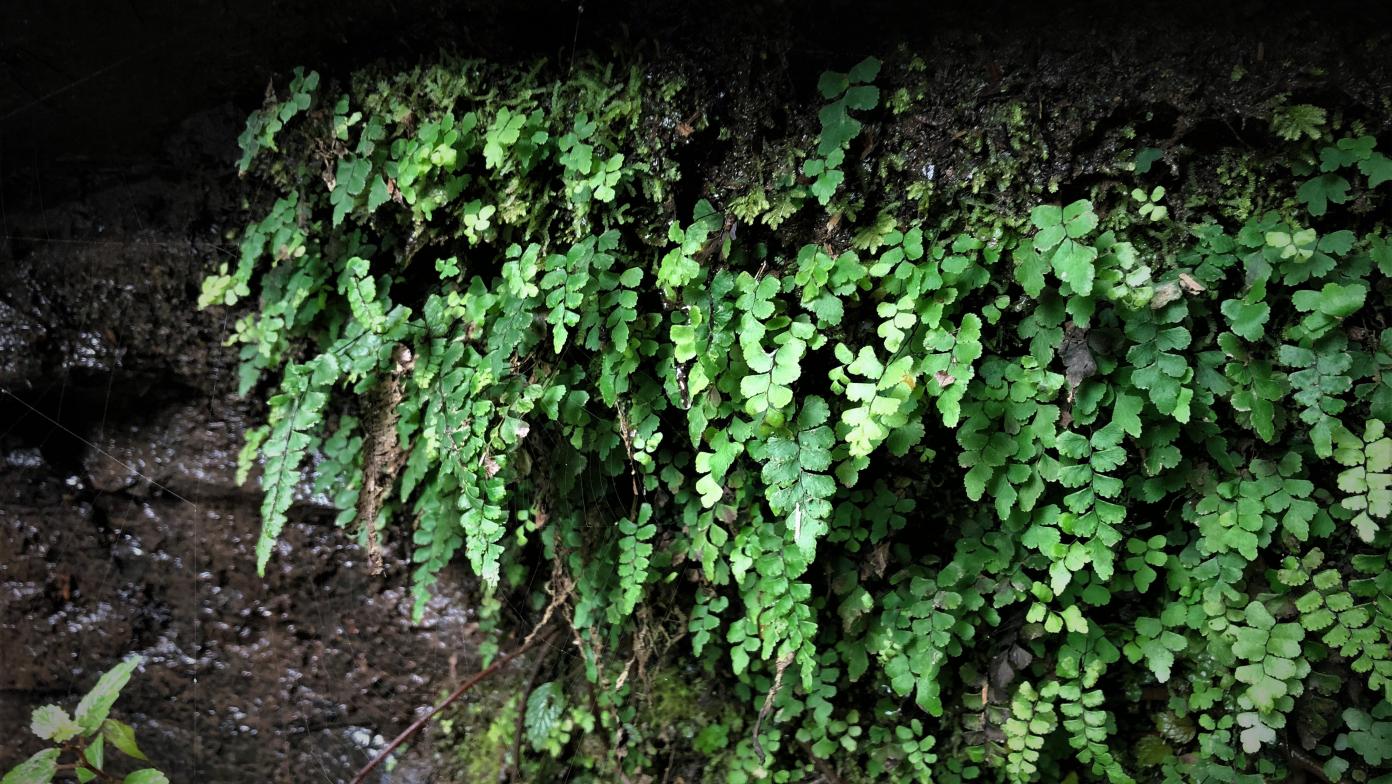 green fern with small rounded leaves