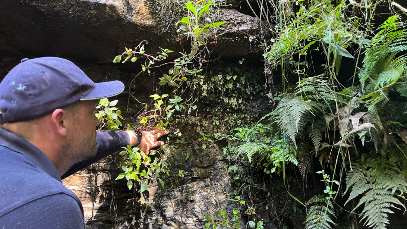 Man looks at ferns on rock face