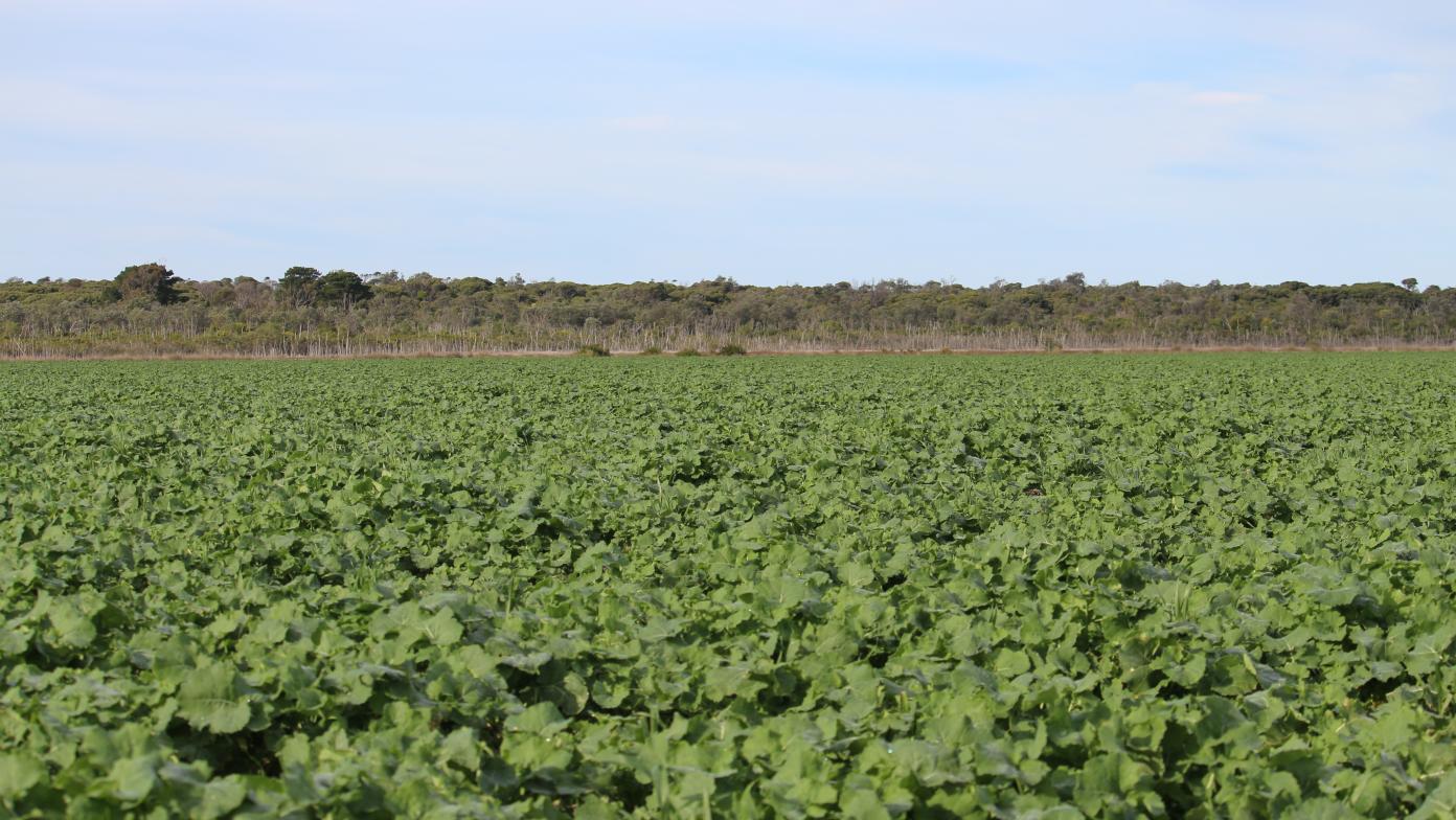 Canola crops and blue sky