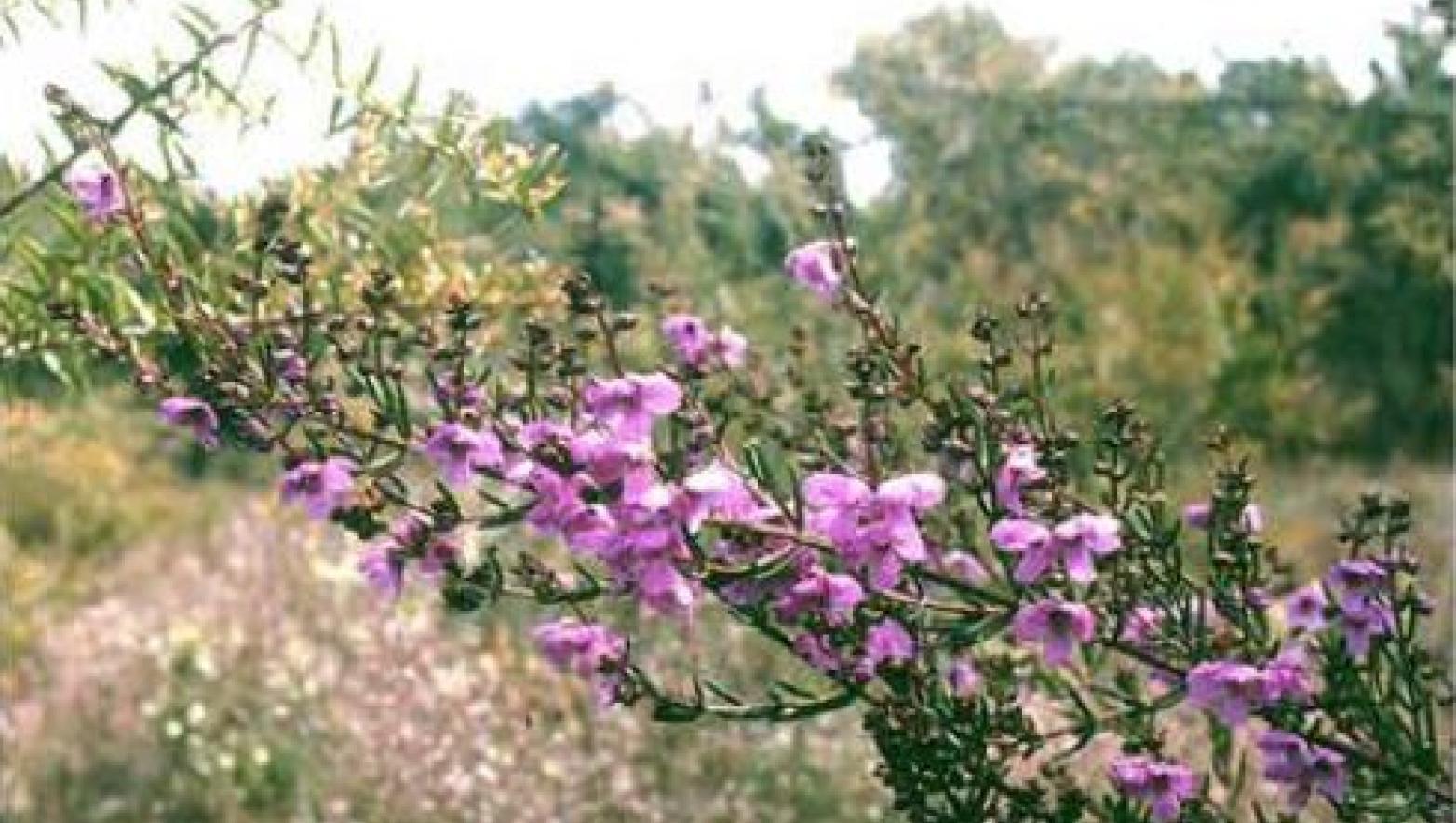 Small purple flowers on a leafy green branch