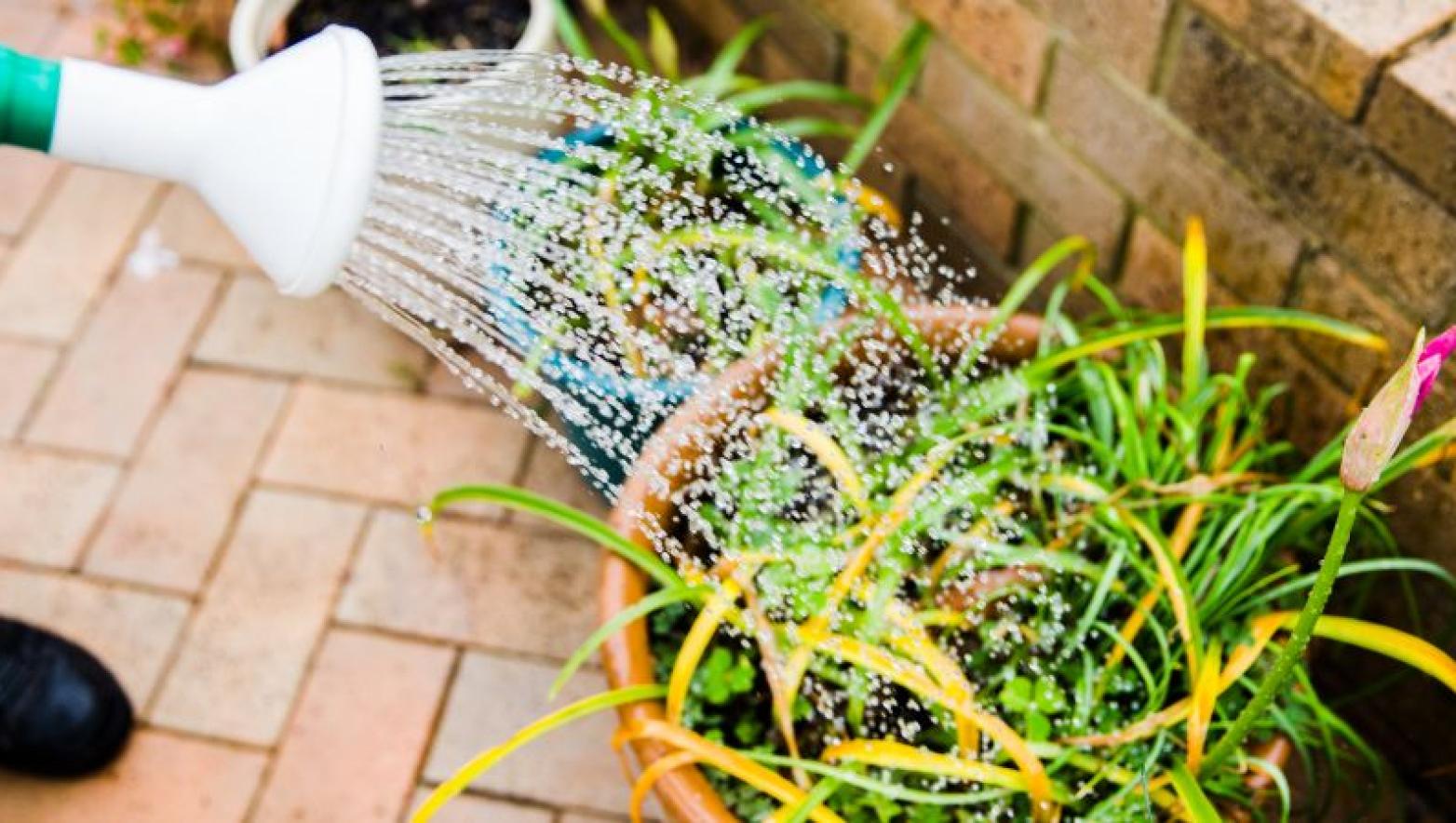 Green watering can pours water onto green fern in pot.