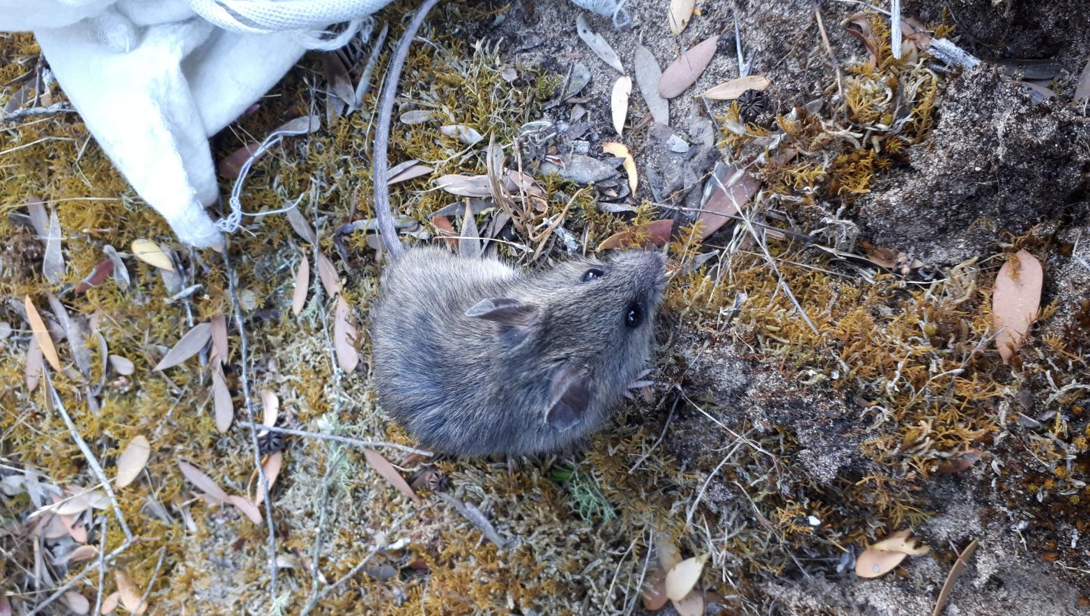 A Pookila, with it's distinguishing bicoloured tail, large eyes and soft thick fur.