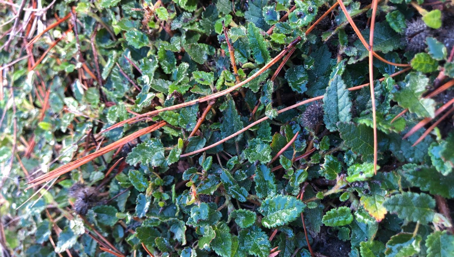 Dwarf kerrawang found at one of Dutson Downs wetland areas.