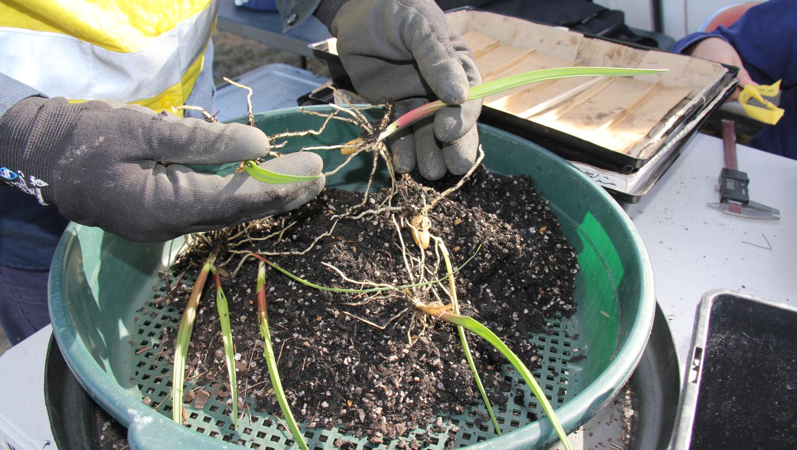 Metallic sun orchids grow from a single subterranean tuberous root. These are being planted at Dutson Downs.  