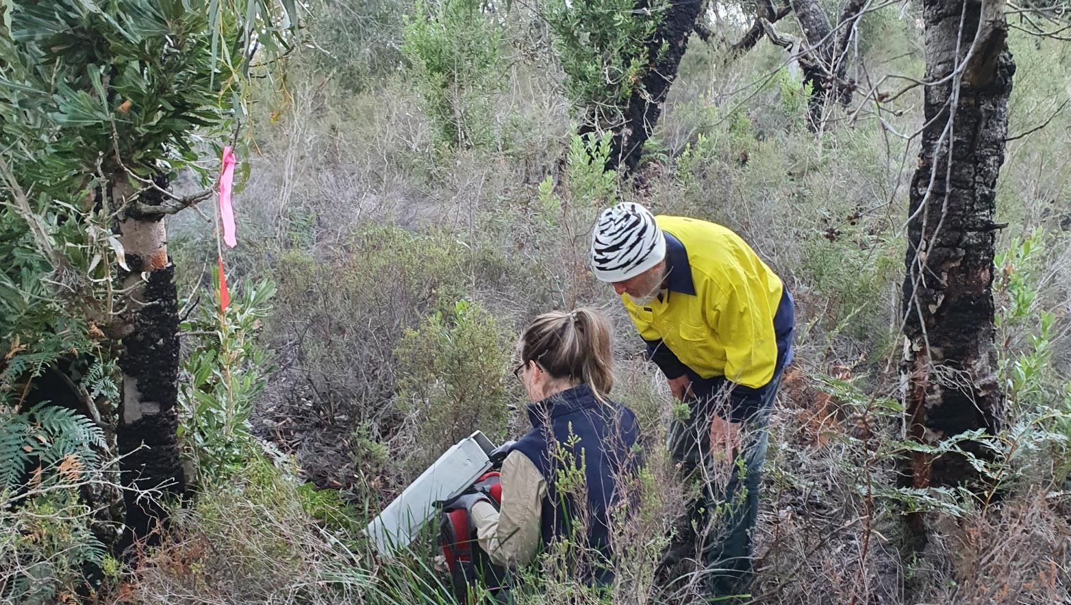 Pookila trapping as part of a survey at Dutson Downs. 