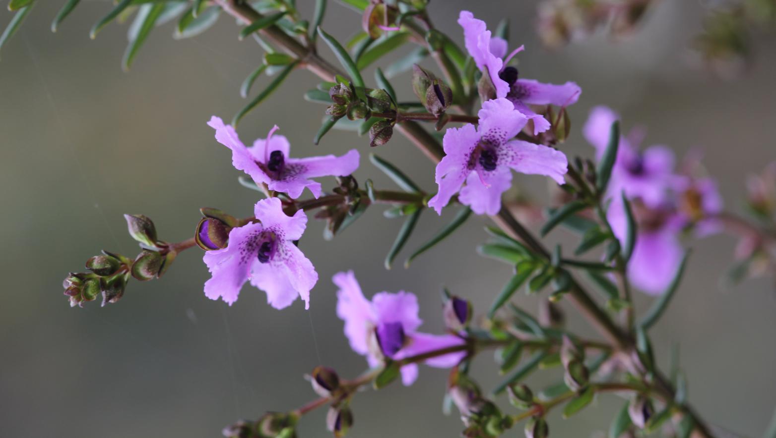 Wellington mint-bust planted at the Dutson Downs biodiversity management sites. 