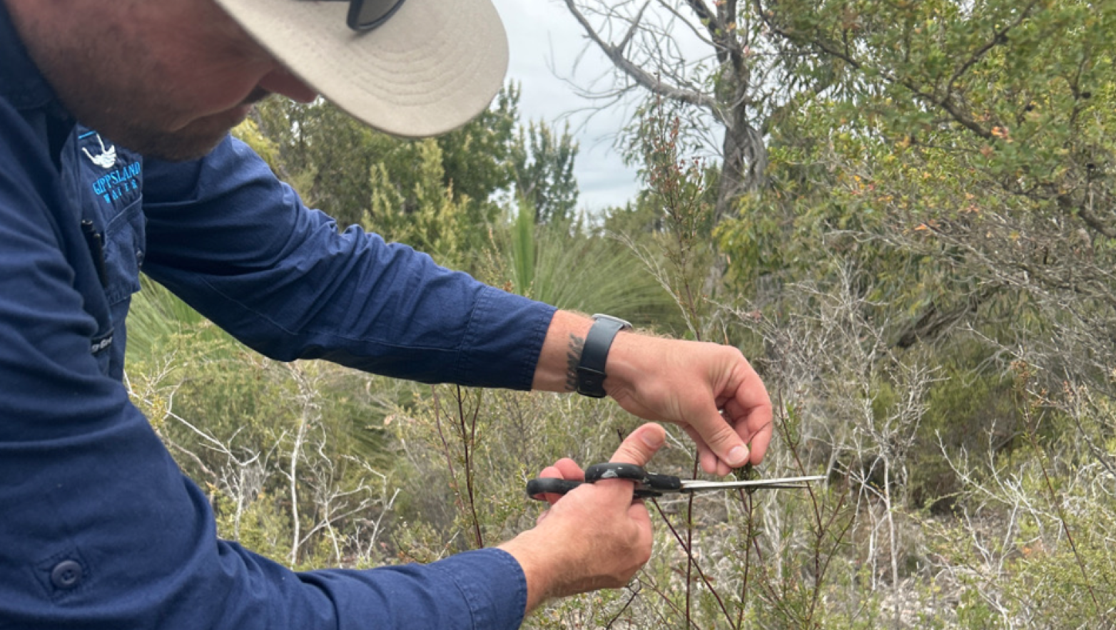 Man cuts a piece of plant with scissors