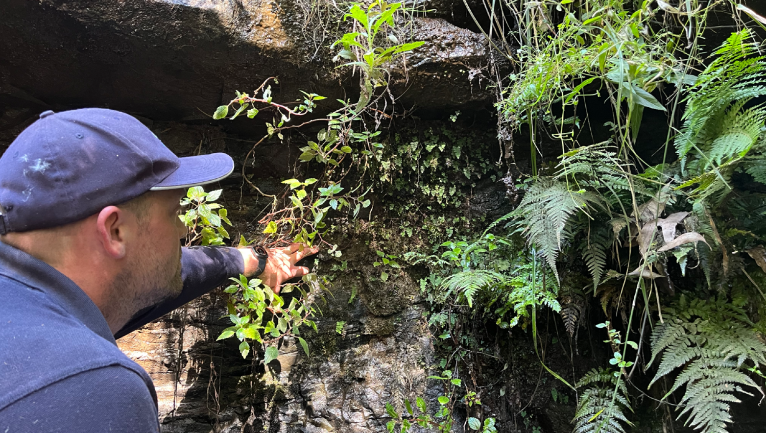 Man looks at ferns on rock face