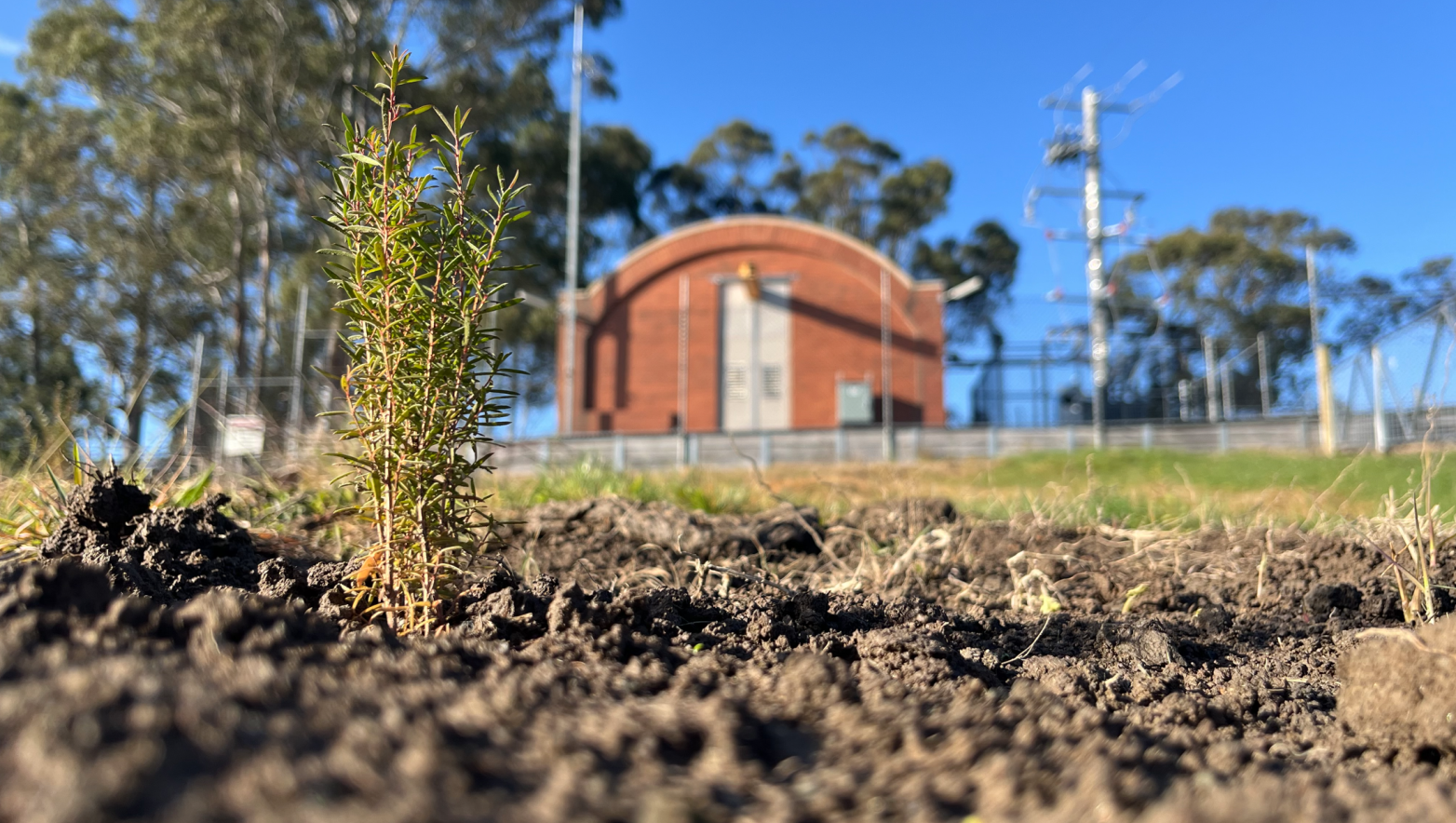 Plant in ground with brick building behind