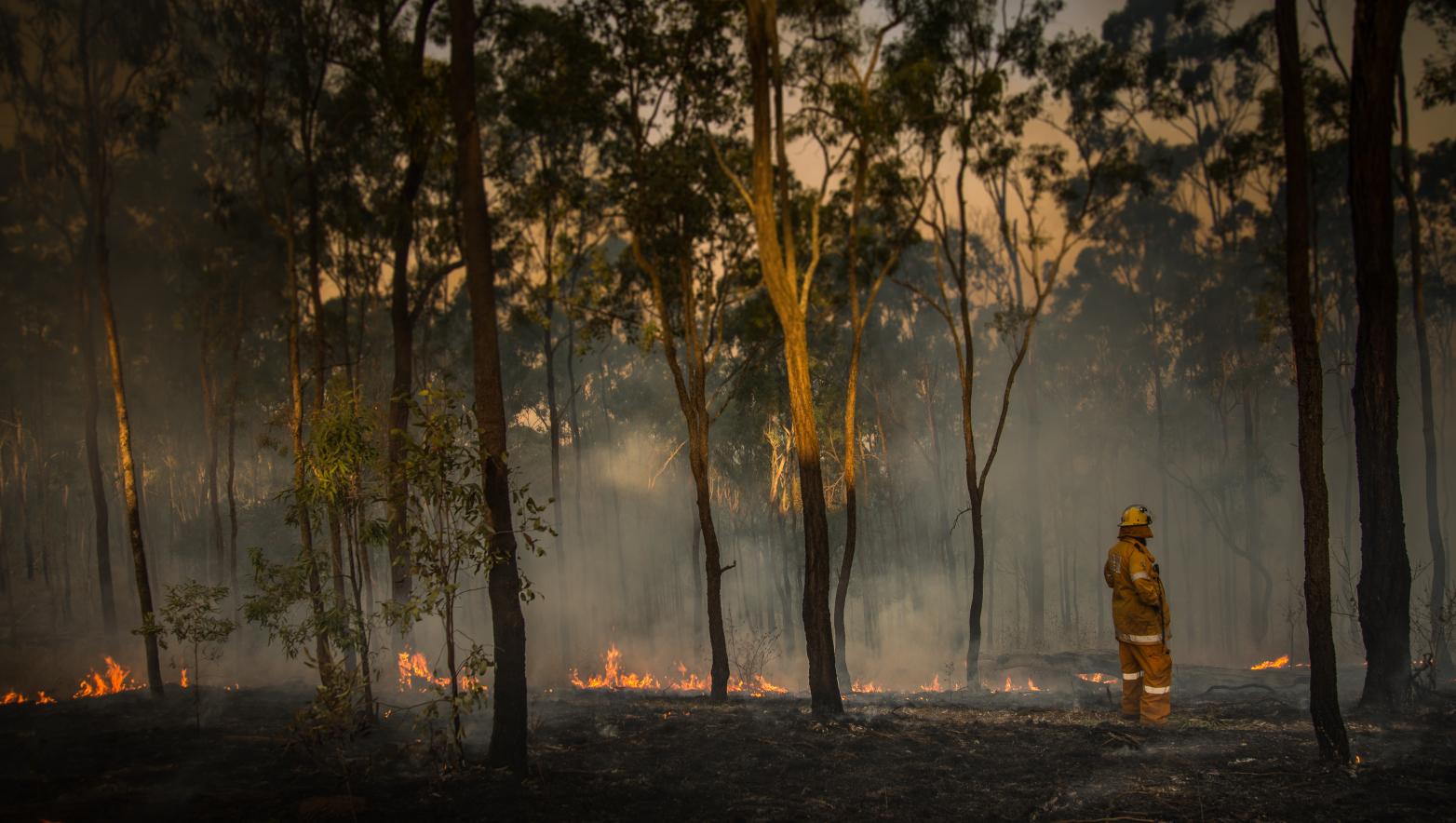 CFA member stands near fire in bushland