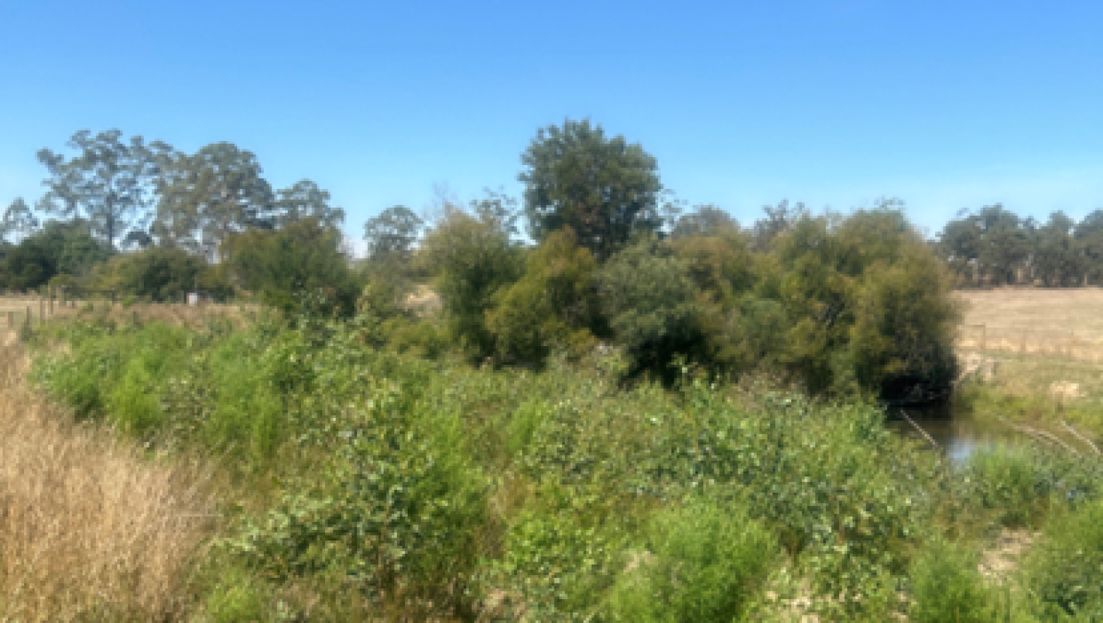 Small trees growing on riverbank next to Tanjil River